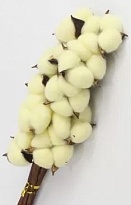 Хлопок сухоцвет, 10шт лимонный нежный