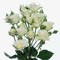 Роза Жозефина кустовая (МЦ) дл.60 10шт/уп