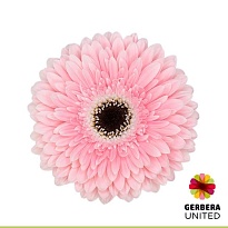 Гербера Graceland 25шт