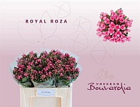 Бовардия Si Roza 10шт