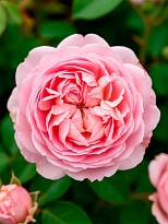 Роза Mystic Constanza дл.50 25шт