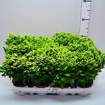 Селагинелла Джори d9 h15 18шт