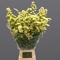 Статица Glossy Wings 25 шт