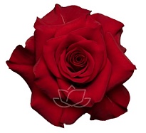 Роза Qualisa Mamma Mia дл.70 25шт