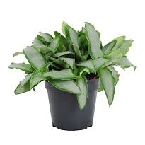 Мурданния Брайт Стар d12 h20 10шт