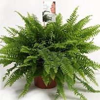 Нефролепис Грин Леди ханг d17 h25 6шт