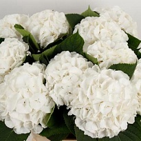 Гортензия White Verena дл.80 d 20-22 1шт