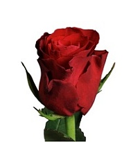 Роза Flora Ola Red Tacazzi дл.40 10шт