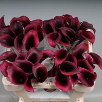 Калла Rudolph 10шт