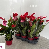 Антуриум Бандерола Роя d17 h60 6шт