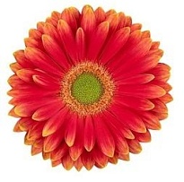 Гербера Marylene 50 шт