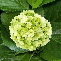 Гортензия Lolita Green Yellow дл.PREMIUM 1шт
