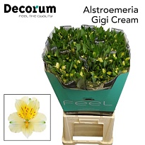 Альстромерия Gigi Cream 10шт