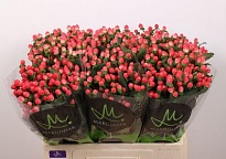 Гиперикум Sisu Twinkle 10шт