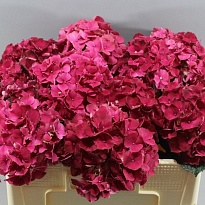 Гортензия Mag Ruby Red Purple дл.50 1шт