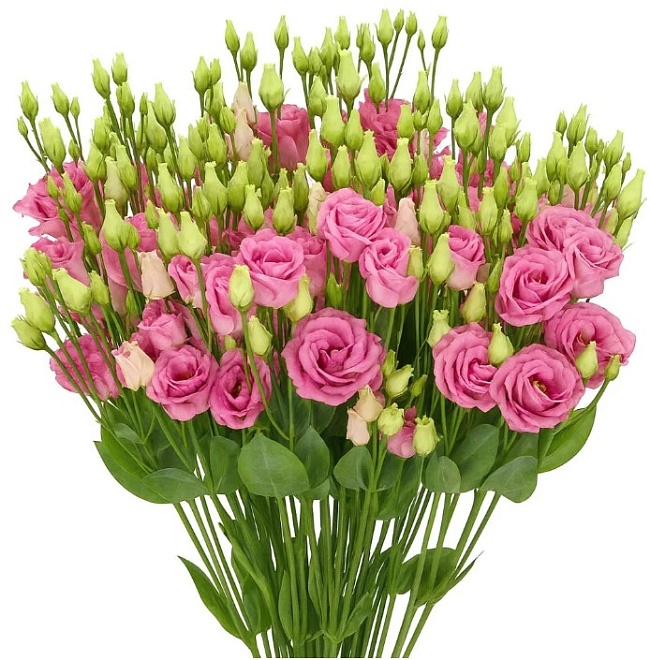 Эустома Pink (К) дл.70 1уп