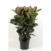 Фикус Клое 3РР d27 h100 1шт