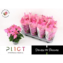 Пуансеттия Принцесс Хот Пинк d11 h30 10шт