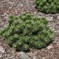 Сосна (Pinus) горная Шервуд Компакт 5л h20-25 1шт