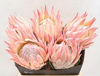 Протея Lizzie дл.40 1шт