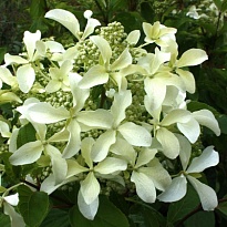 Гортензия (Hydrangea) метельчатая Грейт Стар 3,6л h40-50 1шт