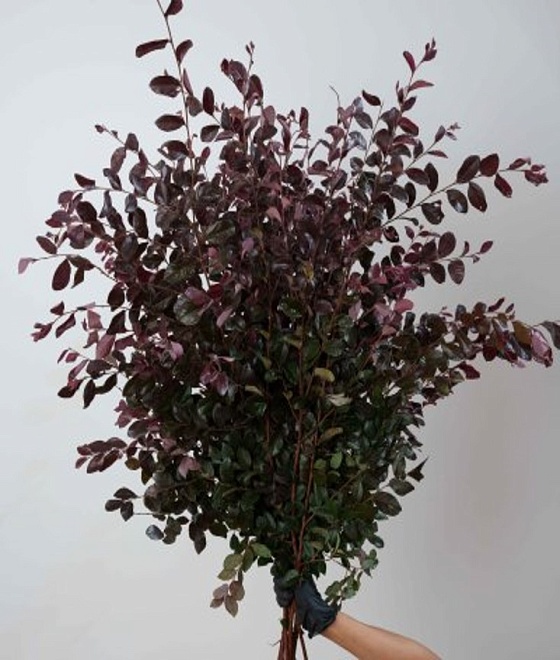 Лоропеталум (К) дл.80 5шт