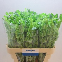 Молюцелла Green 10шт