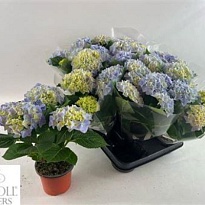 Гортензия Макр. Хай Блю d15 h50 3шт