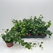 Хедера Вандер d14 h15 6шт