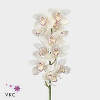 Орхидея Cymbidium Snowbird*9 дл.60 1шт