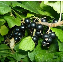 Смородина Журавушка (ОКС) 1шт