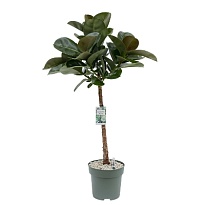 Фикус Макана стем d27 h130 1шт