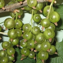 Смородина Зеленоплодная Снежная Королева/ЦКор 1шт