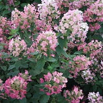 Гортензия (Hydrangea) мет. Мэджикал Файр d17 h20-40 1шт