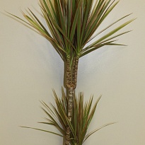 Драцена Биколор 2Д d17 h95 6шт