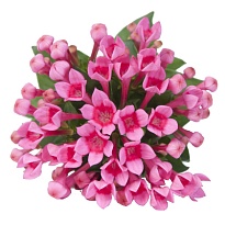 Бовардия Princie 10шт