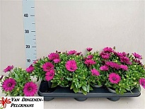 Остеоспермум Перпл d10 h20 12шт