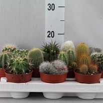 Кактус микс d8 h20 12шт