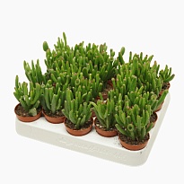 Крассула Голлум d5 h10 20шт