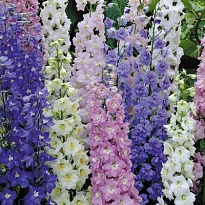 Дельфиниум Mix 5 шт