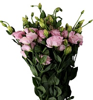 Эустома Alissa Rose (К) дл.70 1уп