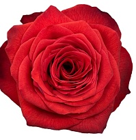 Роза Eqr Bromo дл.40 25шт