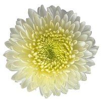 Хризантема одноголовая Much Magnum White дл.70 10шт