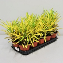 Кодиеум Голд Стар d9 h25 18шт