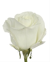 Роза Qualisa Tibet дл.50 25шт