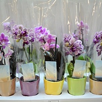 Орхидея Фален. мини микс (керамика) d6 h20 12шт