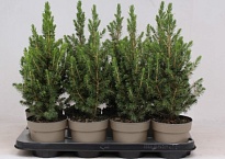 Ель (Picea) канадская Коника (KV) d13 h50-60 8шт