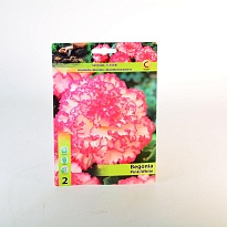 Бегония Мармората Розово-белая 5/6 2шт*