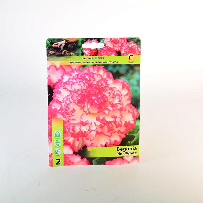 Бегония Мармората Розово-белая 5/6 2шт*