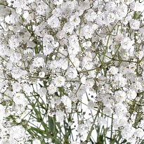 Гипсофила Violeta Xlence 25шт